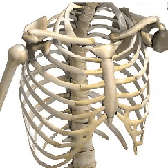 Pectus bar